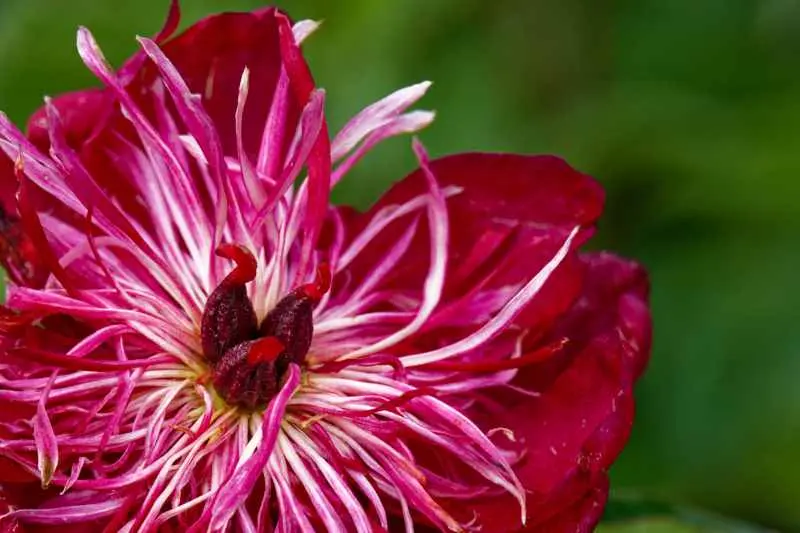 Red peony