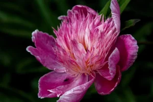 Mature pink peony flower