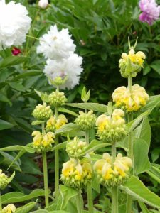 Yellow flowers of the Phlomis russeliana