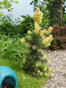 The Pinus contorta 'Taylor's Sunburst' evergreen tree