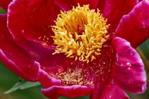 Close up of a scarlet peony