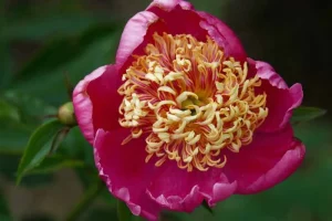 Developed scarlet peony flower
