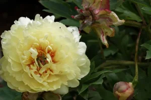 Yellow Sonoma Yedo Peony Flower