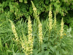 The tall yellow spikes of Verbascum chaixii 