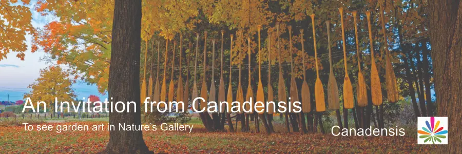 About twenty-four canoe paddles in an art display hanging among tall maple trees