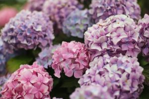 A mass of pink and purple hydrangea flowers