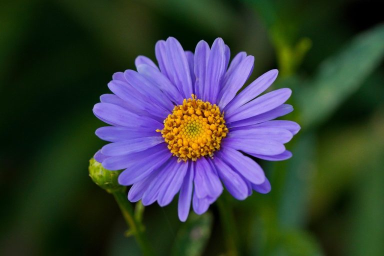 Nepean Horticultural Society Fall Plant Sale