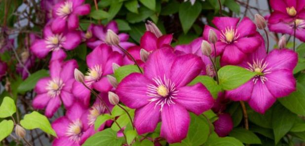 Clematis Plants: Myths and Truths