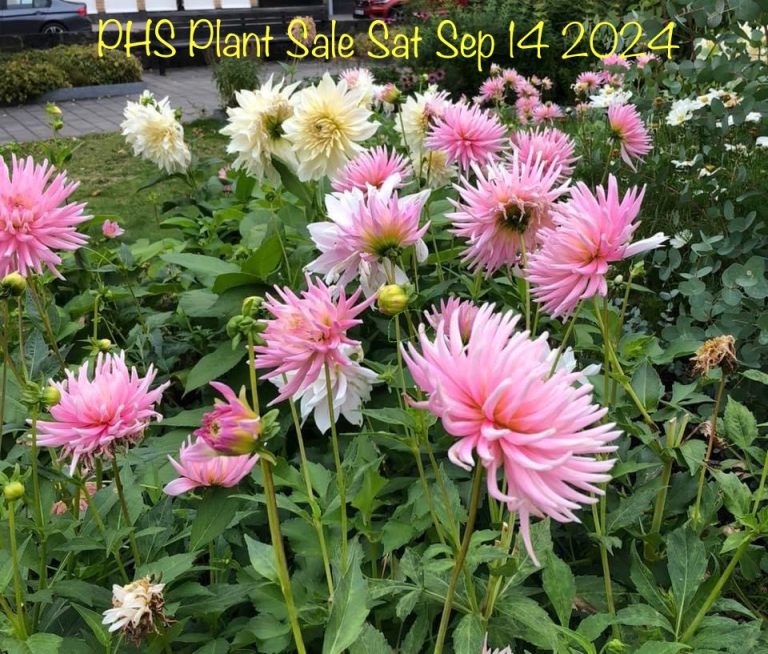 Pakenham Hort Plant Sale