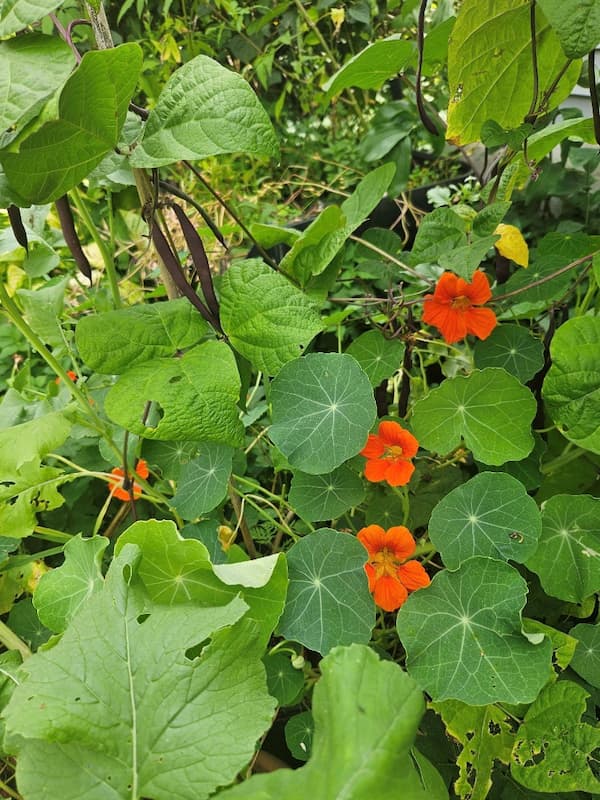 Purple pole beans with nasturtiums and radishes