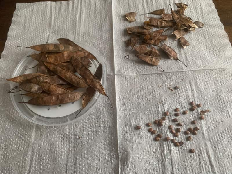 A composite image of Eastern Redbud seed pods from a tree, the open pods, and Redbud seeds.