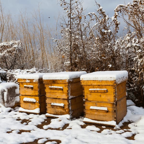 Winterizing your Beehive Seminar