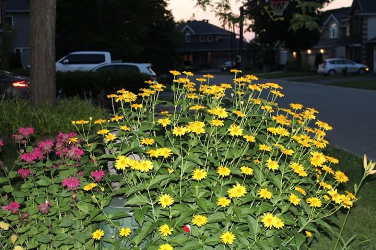 SGHS 1st Annual Fall Plant Sale