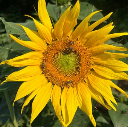 The a-MAZE-ing SUNFLOWERS