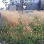 A large bed of mixed grasses in a yard