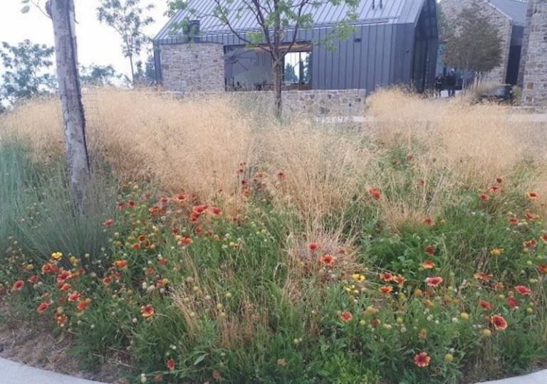 A large bed of mixed grasses in a yard