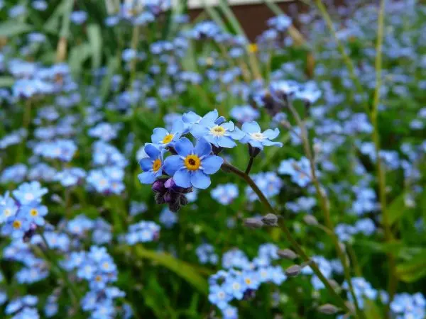 A field of forget-me-not blue flowers