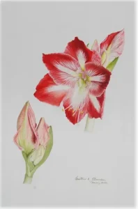 A sketch of a Red Amaryllis flower