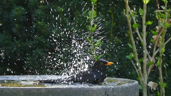 Gardening With Wildlife in Mind