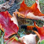 A caterpillar on the ground in the middle of four red maple leaves