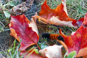 A caterpillar on the ground in the middle of four red maple leaves