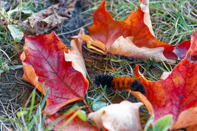 A caterpillar on the ground in the middle of four red maple leaves