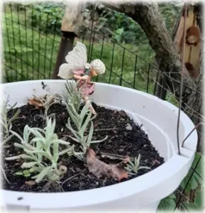 Lavender in a white pot