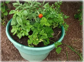 Herb pot, basil, sage, parsley and marigold in a pot/
