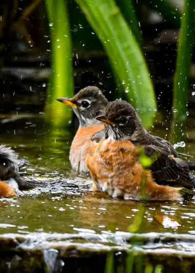 Two robins bathing in a stream