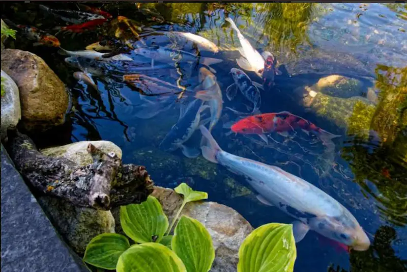 Koi fish of many colors in a pond