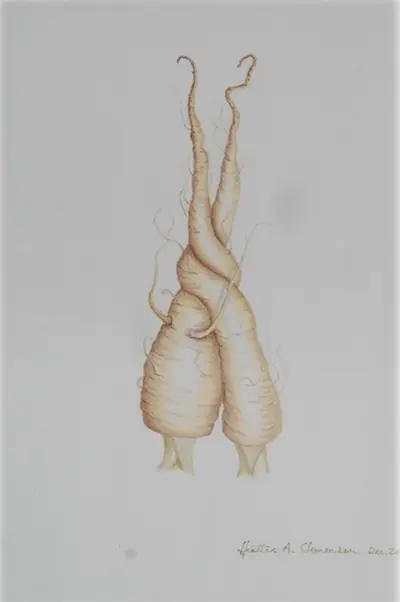 Botanicalart drawing of a Parsnip