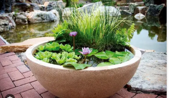 A modern, attractive basin with many water plants