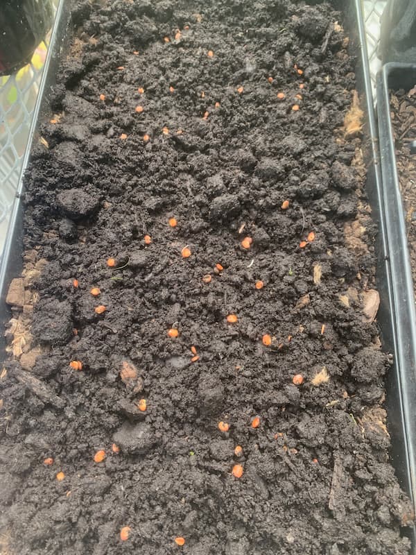 a few dozen Eastern Redbud seeds in a tray.