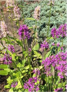 Stachys cultivars : ‘Hummelo’ in the foreground; ‘Pink cotton candy’ in the background