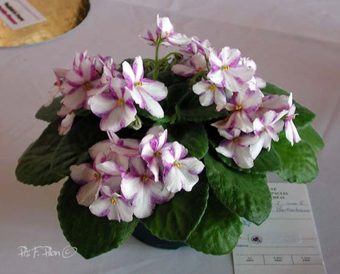 African Violets and their Gesneriad cousins – Les violettes africaines et leurs cousines gesnériacées