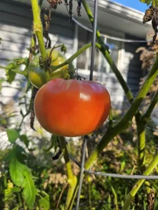 A big bright red boxcar willie tomato