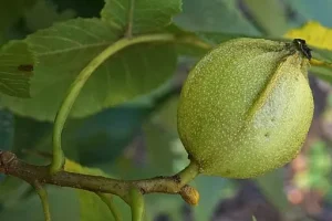 Seed and leaf of hr Bitternut hickory