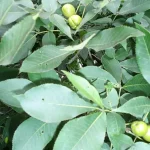 Carya ovata hickory tree leaves and seed