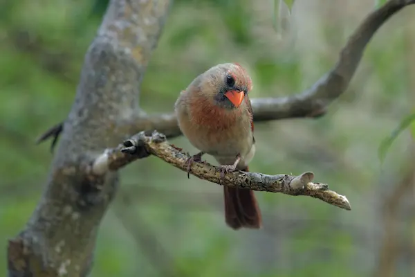 Female cardinal on a tree branch looking with a bent neck