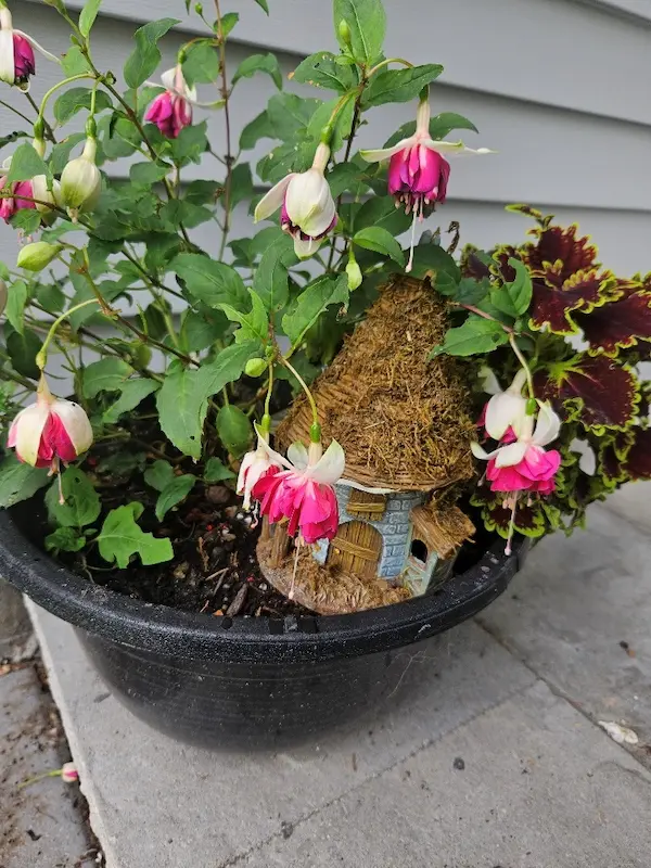 A Flying Scotsman Fuchsia  in a black container