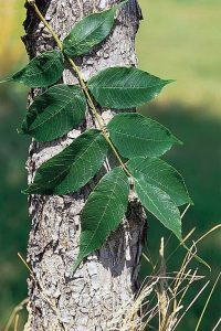 Fraxinus nigra Black Elm bark and leaf