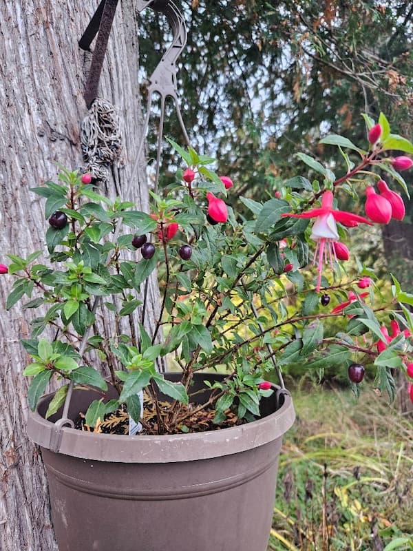 A Fuchsa with flowers and seeds that look like blueberries