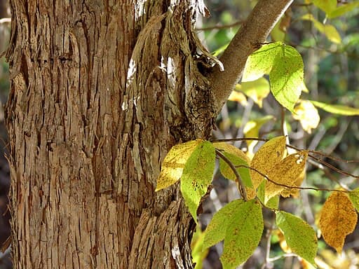 Hop Hornbeam