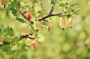 A branch of a gooseberry bush with yellow seed pods