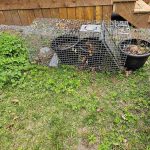 A live trap used for protecting seeds