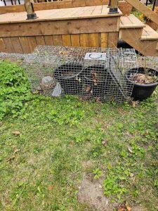 A live trap used for protecting seeds