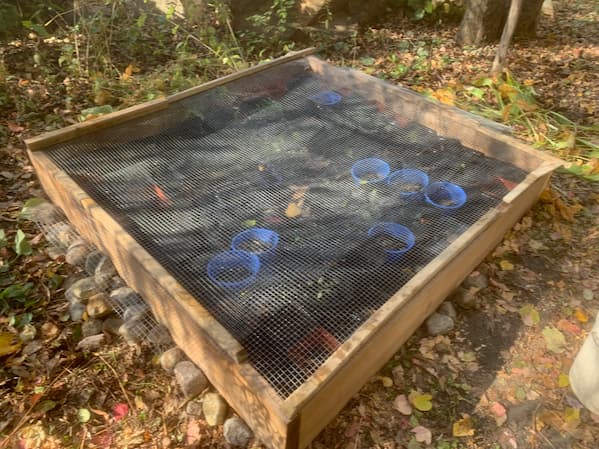 A winter enclosure with wiremesh cover to protect native tree seeds from squirrels