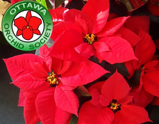 Ottawa Orchid Society Holiday Celebration