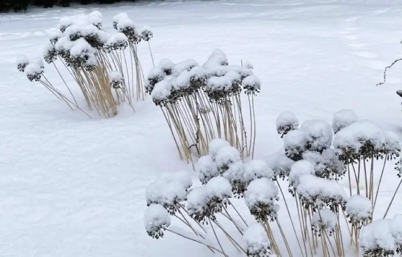 Allium covered in a winter snow