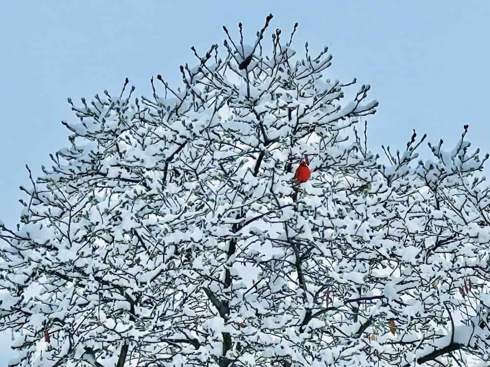 A lone red cardinal in deciduous tree with snow and frosted branches in winter